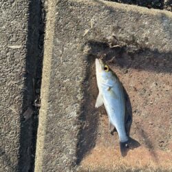 ゴカイでハゼ釣り