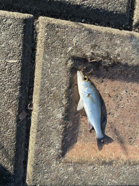 ゴカイでハゼ釣り