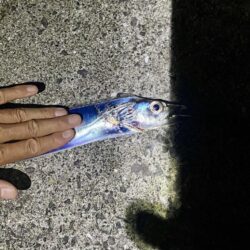 タチウオ辛うじてF3