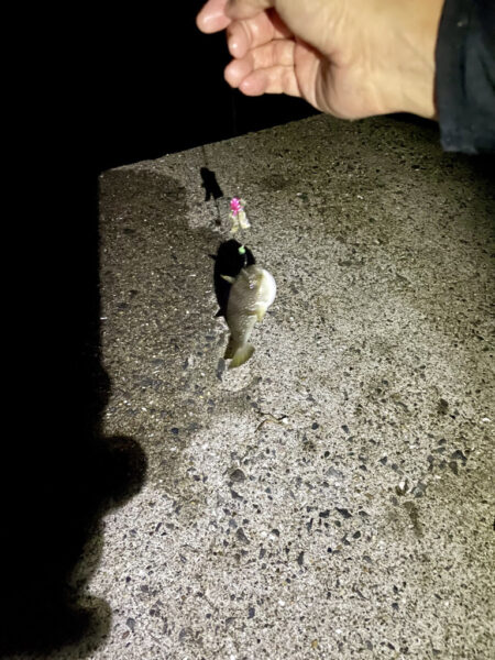 2年ぶりのタチウオ