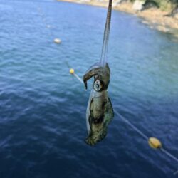 他魚種多様