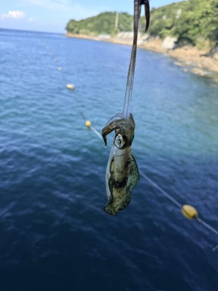 他魚種多様
