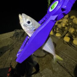 秋エギング釣査