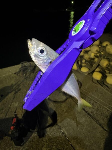 秋エギング釣査