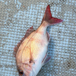 カセ釣り