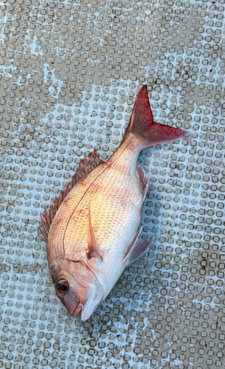 カセ釣り