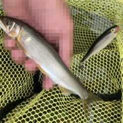 シャッドラップ炸裂！拾い釣りアユイング (北茨城市)