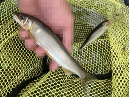 シャッドラップ炸裂！拾い釣りアユイング (北茨城市)