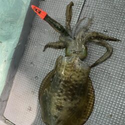 ティップラン開幕