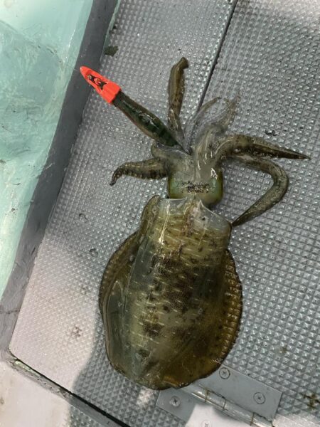 ティップラン開幕