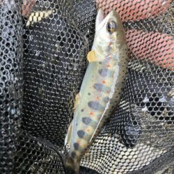 レジャー客と自然破壊者に蹂躙される釣り場