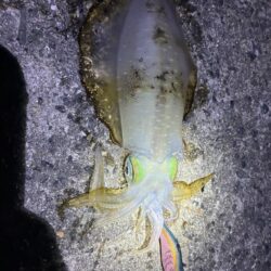楽しめました