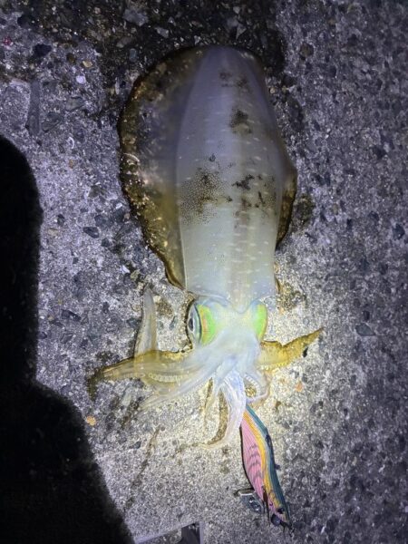 楽しめました