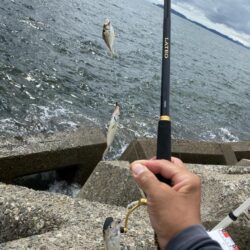 シロギスタ:雨降り前の超時短釣行