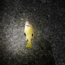 若干の荒れ夜釣り