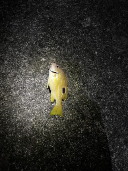 若干の荒れ夜釣り