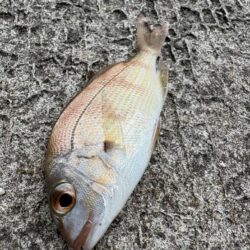 キス釣り