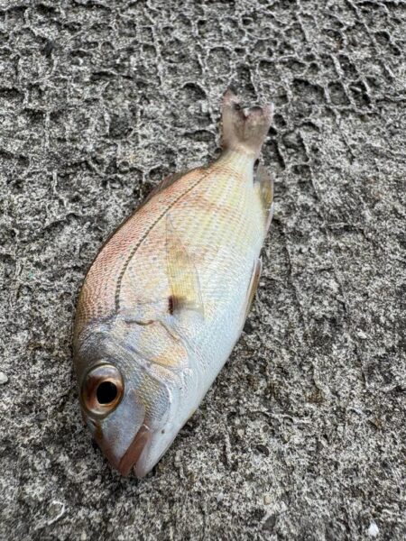 キス釣り