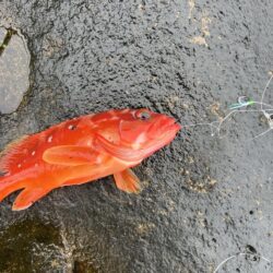 はじめてのった磯