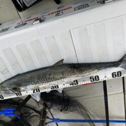 タチウオ 、サワラ、メジロ！