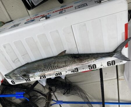 タチウオ 、サワラ、メジロ！