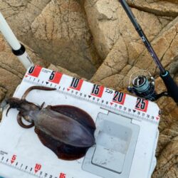 シロギスタ:エギングデビュー3戦目は沖磯で