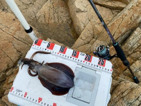 シロギスタ:エギングデビュー3戦目は沖磯で