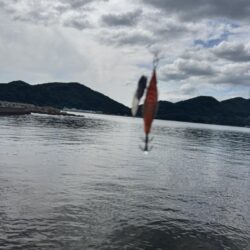 アオリイカ