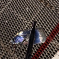 太刀魚釣り
