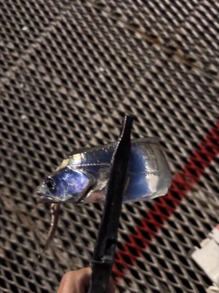 太刀魚釣り