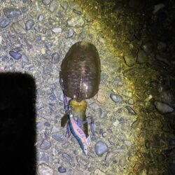 タチウオ狙えずエギング。