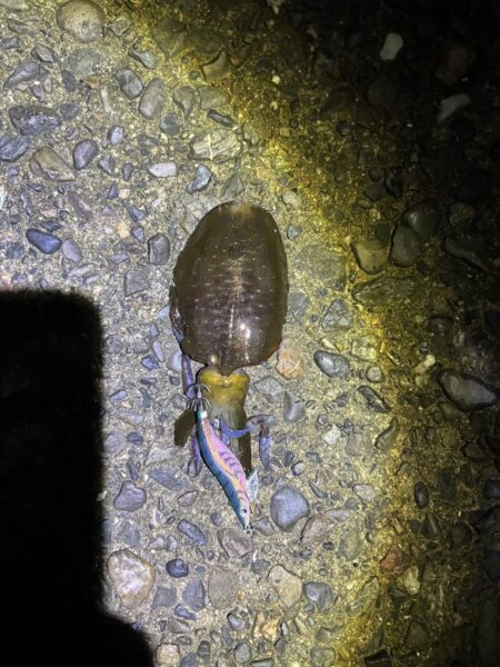 タチウオ狙えずエギング。