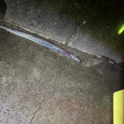 雨予報のマリーナシティ