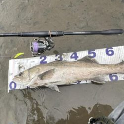1か月ぶりのシーバス釣行