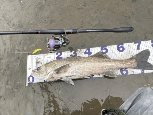 1か月ぶりのシーバス釣行