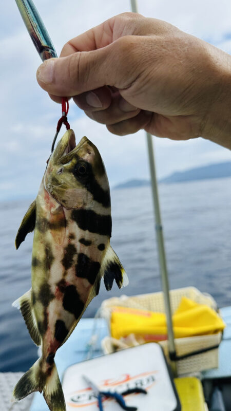 デカいシイラが釣れました。