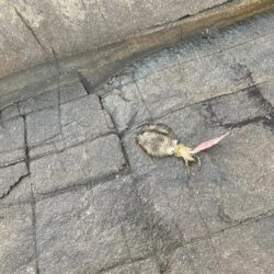 あんまり