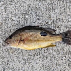 エビ撒きで五目釣り