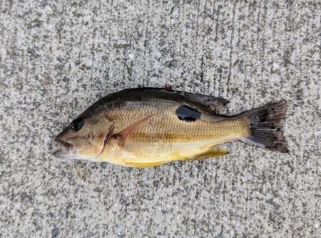 エビ撒きで五目釣り