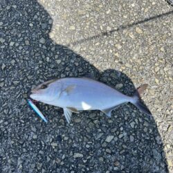 今年1番大きい
