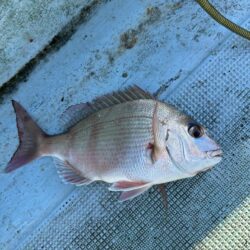 チヌ釣り