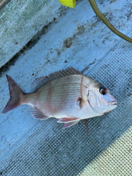 チヌ釣り