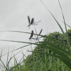 お手軽渓流ウグイング(北茨城市)