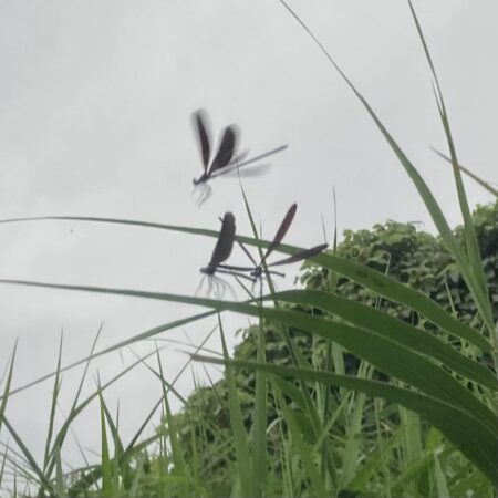 お手軽渓流ウグイング(北茨城市)