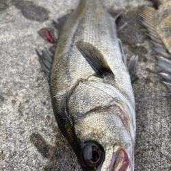 秋の涼しい朝にエビ撒き