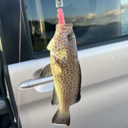 青物は何処に?