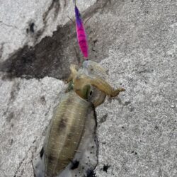 鳥を取って、魚を釣って行くｩ3nd
