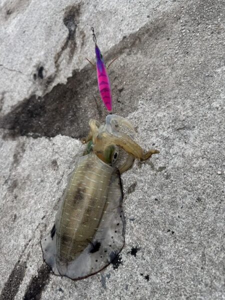 鳥を取って、魚を釣って行くｩ3nd