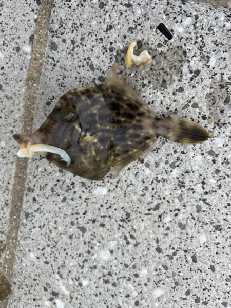 やっと釣り行けた！