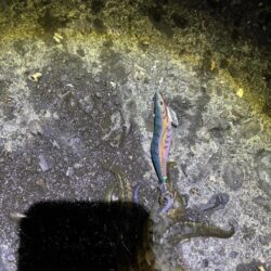 タチウオ釣り場でエギング